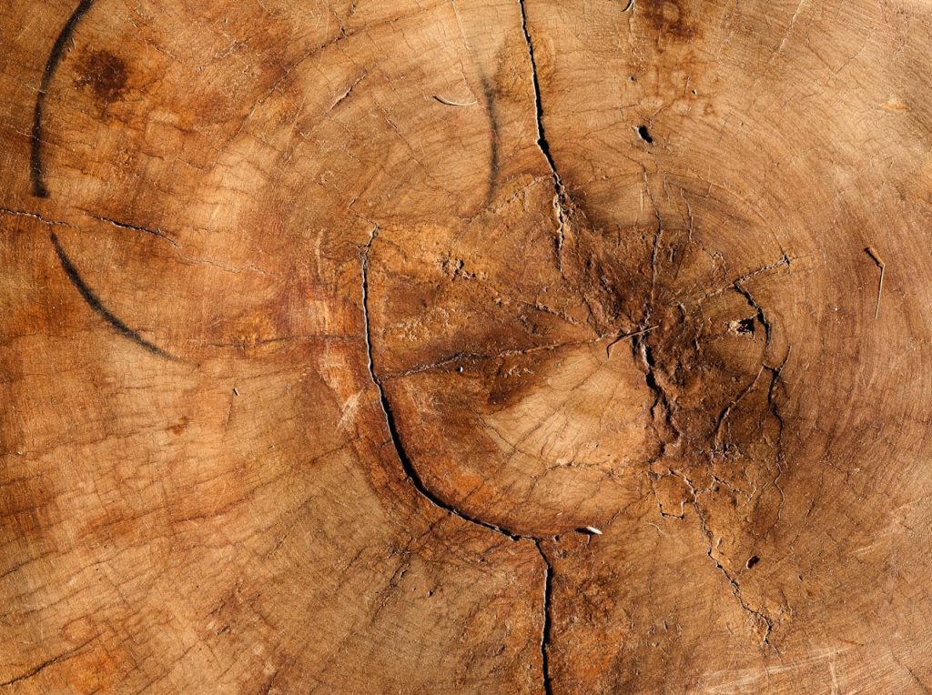 Detailed view of weathered tree rings showcasing growth patterns and natural textures.