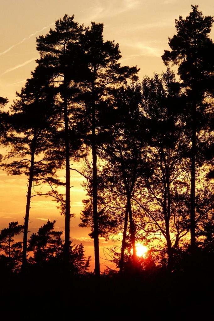 trees, forest, sunset, dusk, silhouette, woods, foliage, woodland, nature, scenery, sunset, nature, nature, nature, nature, nature
