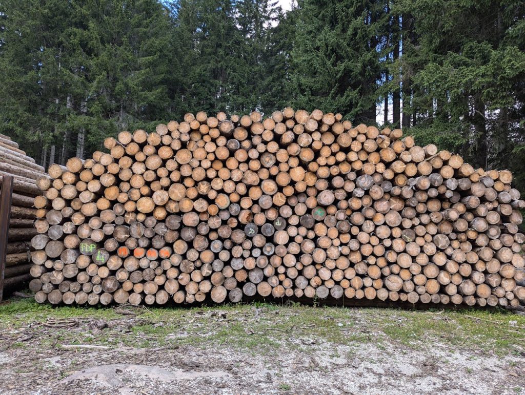 Pile of cut logs stacked in a forest clearing ready for processing.